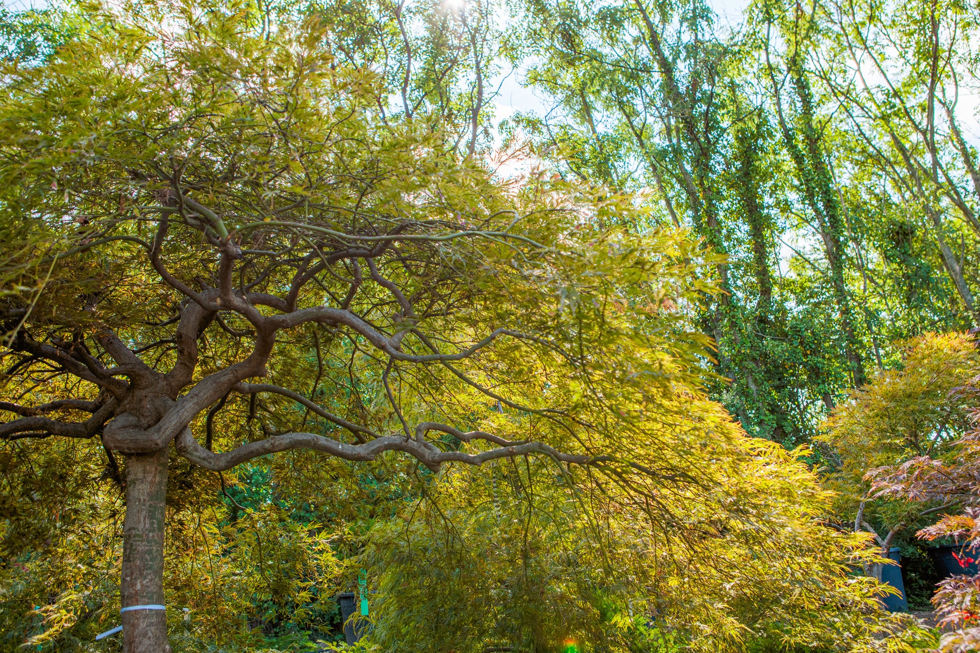 Sprede Anbefalede Indkøbscenter Japanese Maple Tree-Acer palmatum 'Garnet' | The Plant Collector