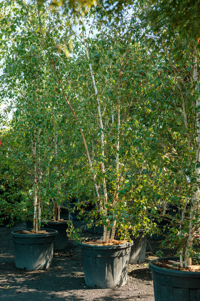 multi stem silver birch