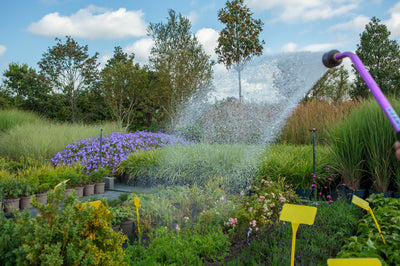 How much water do plants need during an Irish summer?