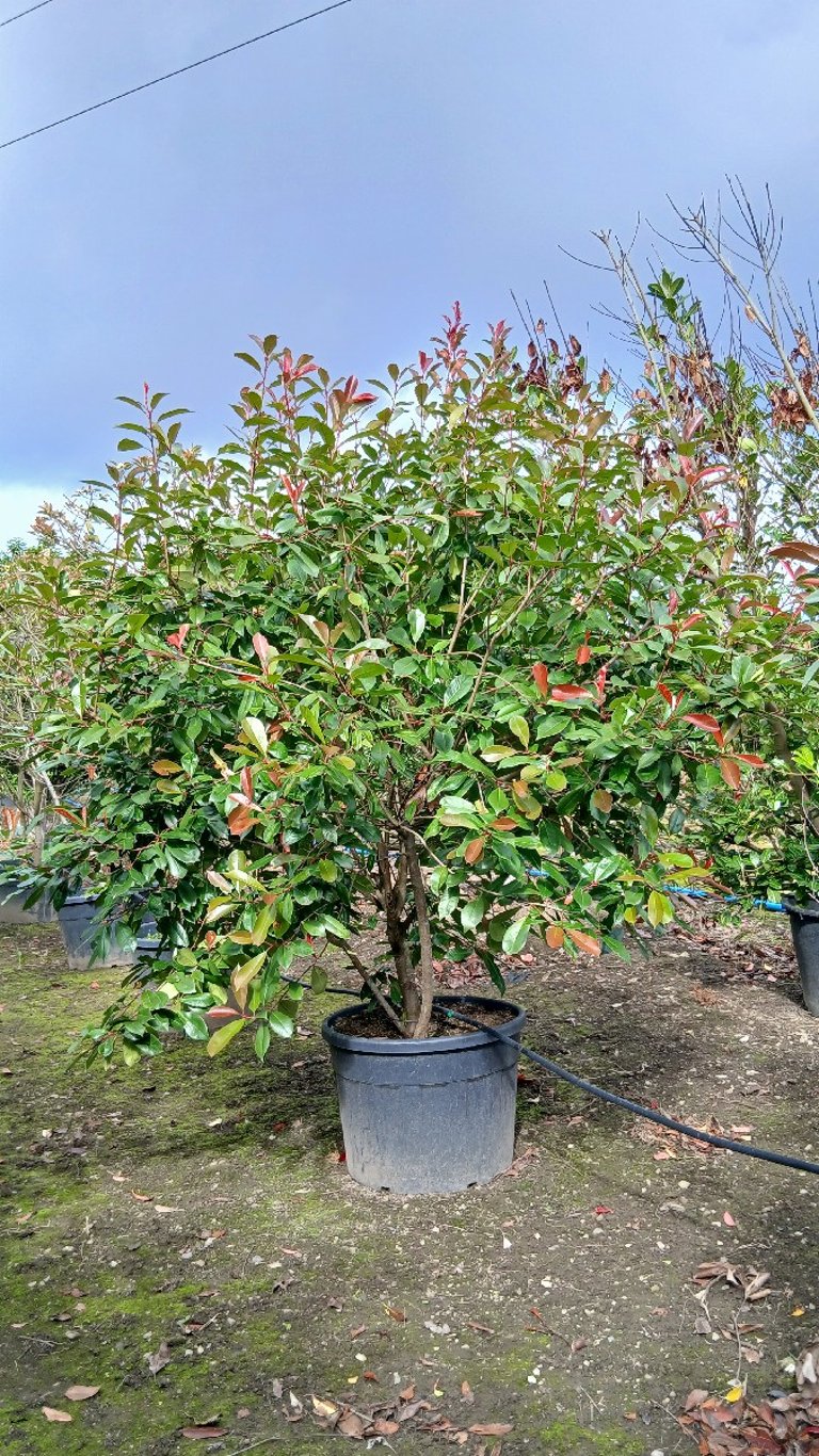 Pruning Without Fear: The Principles That Cover Most Shrubs