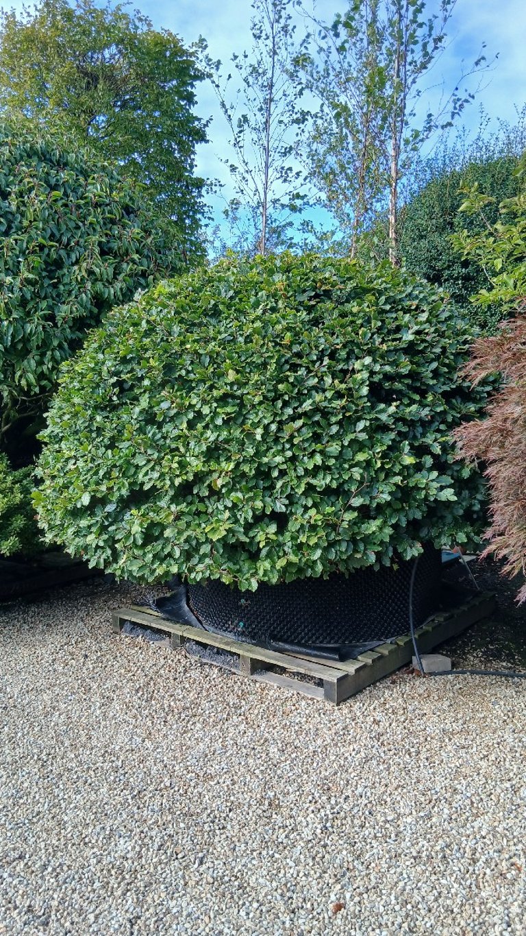 Pot-Grown, Bare-Root or Root-Balled? How to Buy Plants Well