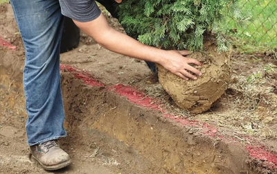 How to plant a hedge