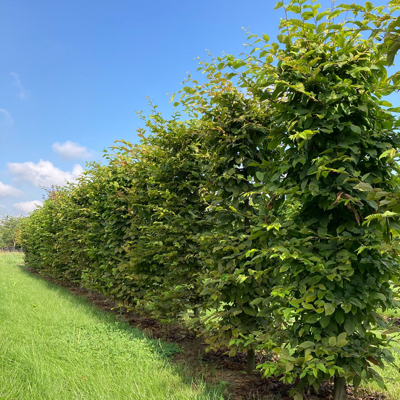 Hedging plants