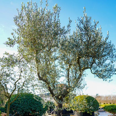 Mature trees