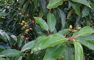 Prunus lusitanica 'Angustifolia' (Portugal Laurel)