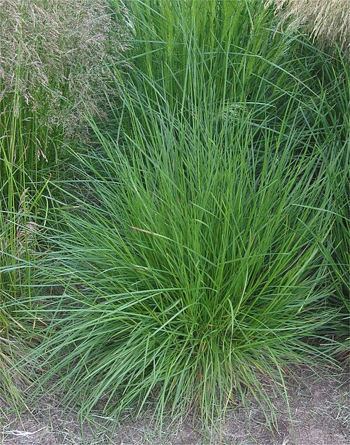 Deschampsia cesp. 'Goldtau'
