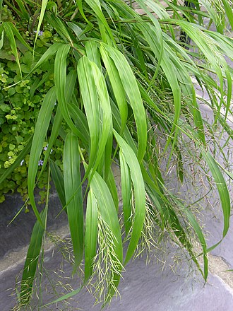 Hakonechloa macra