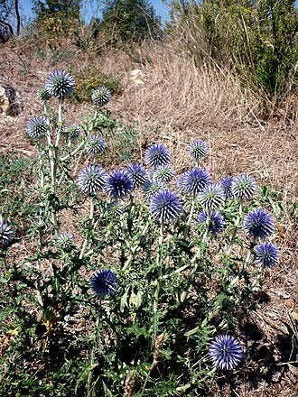 Echinops ritro