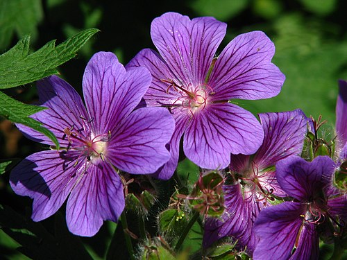 Geranium 'Johnson's Blue'