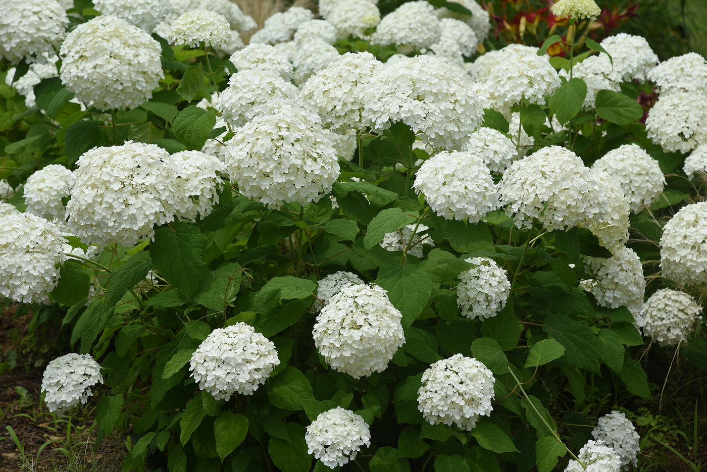 Hydrangea arborescens 'Annabelle'