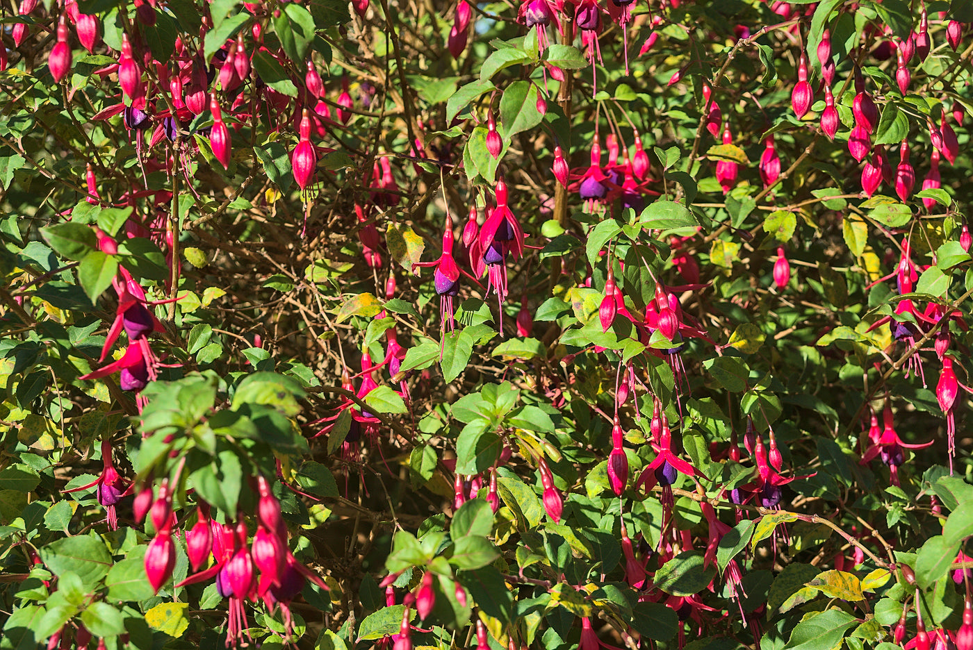 Fuchsia 'Riccartonii'