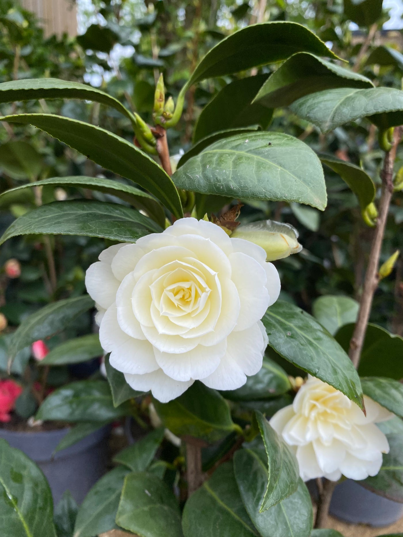Camellia japonica 'Miss Lyla'