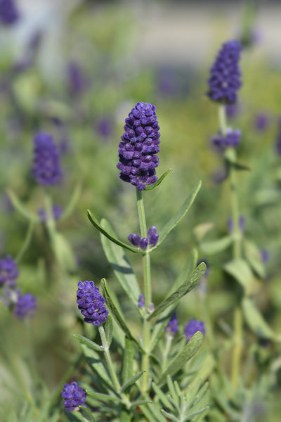 Lavandula angustifolia 'Felice' - English lavender