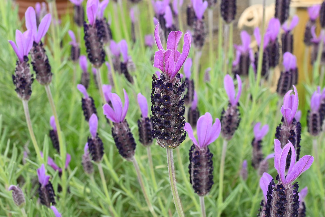 Lavandula stoechas 'Anouk' - Butterfly Lavender