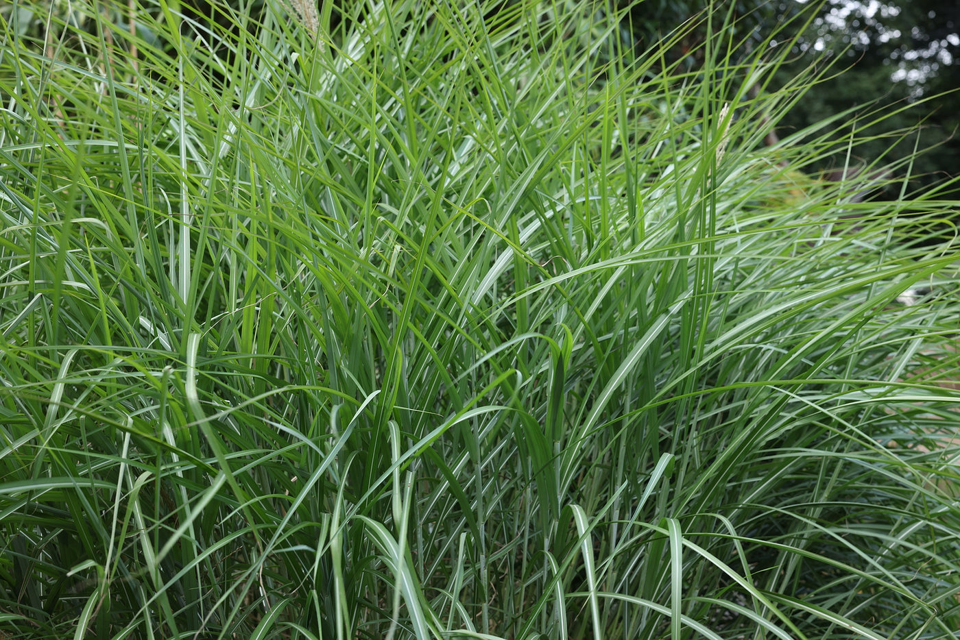 Miscanthus sinensis 'Morning Light'