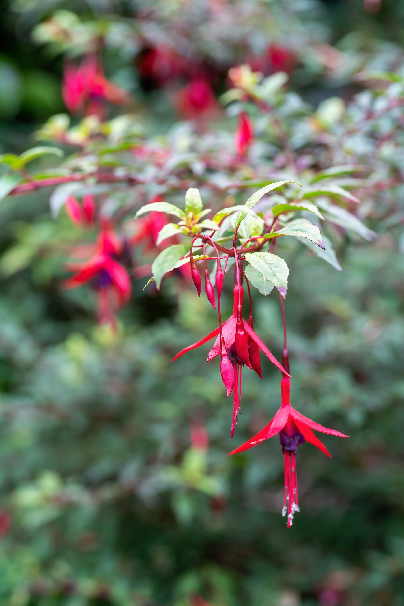 Fuchsia 'Riccartonii'