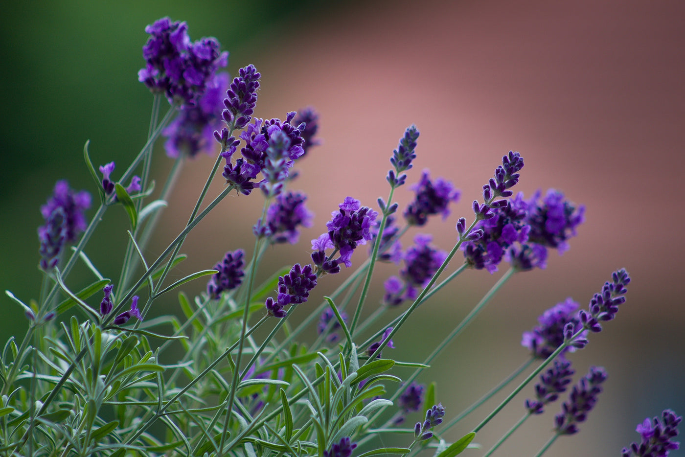 Lavandula angustifolia 'Felice' - English lavender