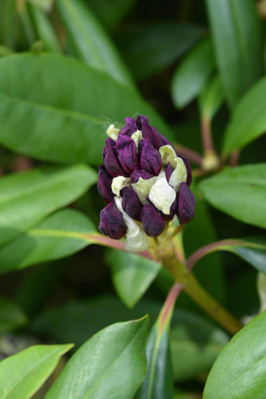 Rhododendron 'Marcel Menard'