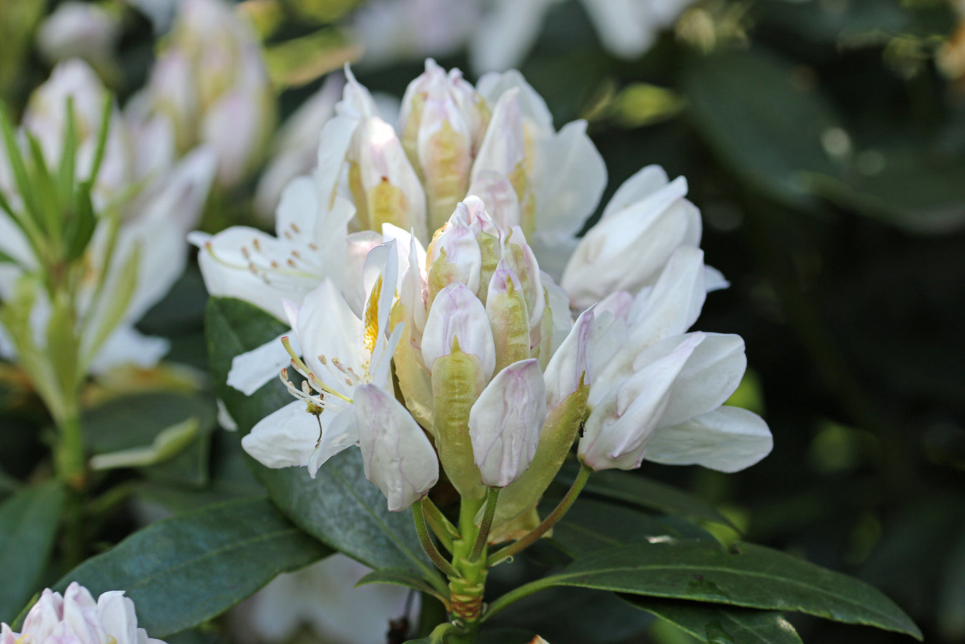 Rhododendron 'Madame Masson'