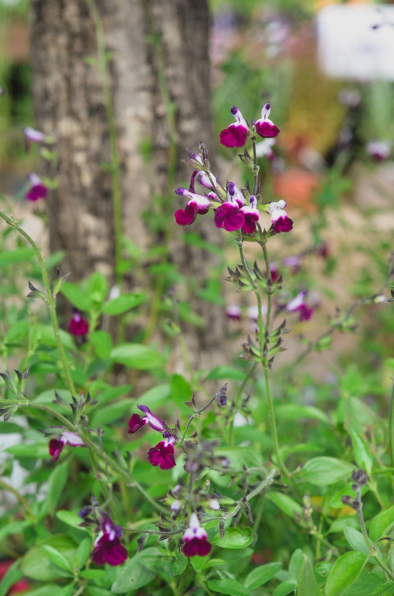 Salvia microphylla 'Amethyst Lips'