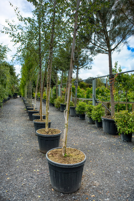 Betula pendula single stem - Silver Birch tree