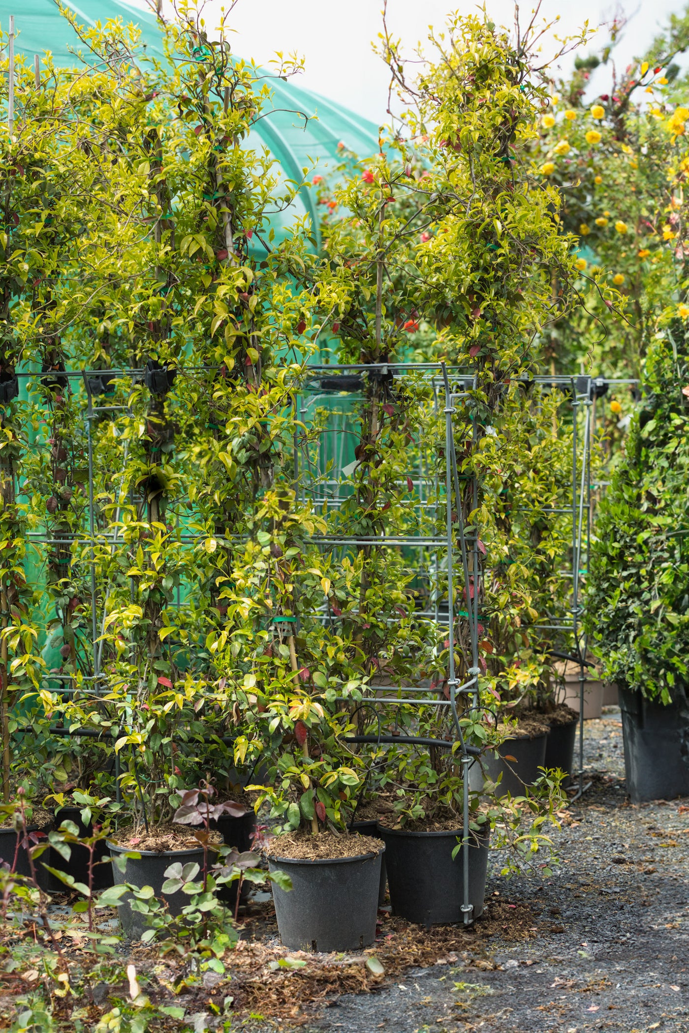 Trachelospermum jasminoides - Star Jasmine