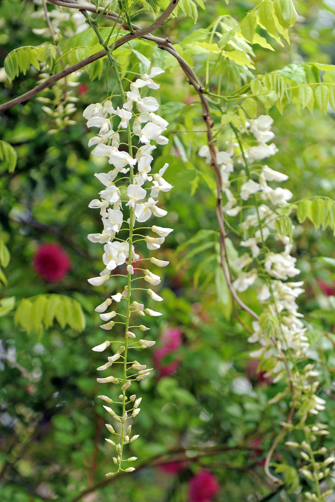 Wisteria floribunda 'Alba' - Japanese wisteria