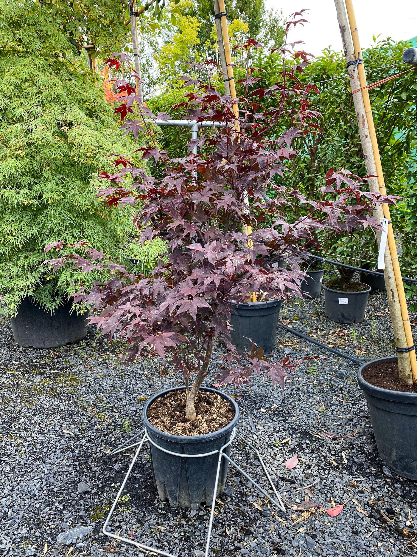 Acer palmatum 'Bloodgood' - Japanese Maple