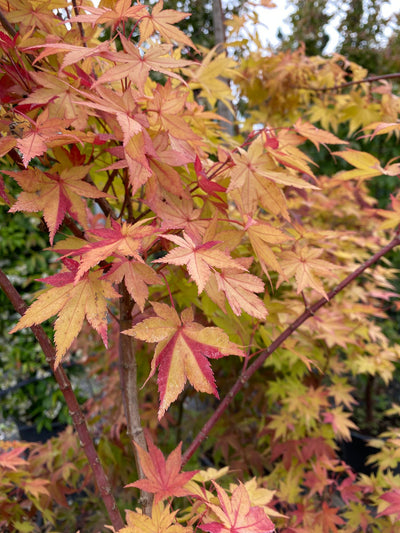 Acer palmatum