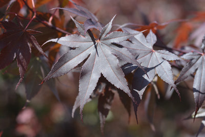 Acer palmatum 'Bloodgood' - Japanese Maple