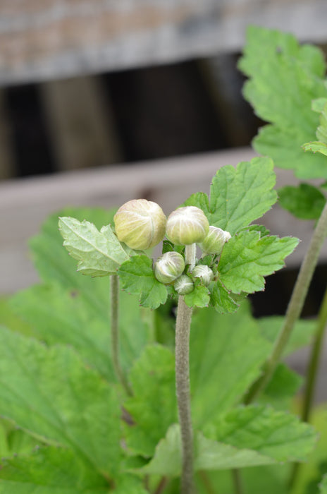 Anemone hybrida  'Honorine Jobert'