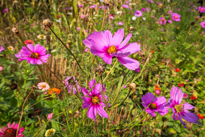 Anemone hupehensis 'Prinz Heinrich'