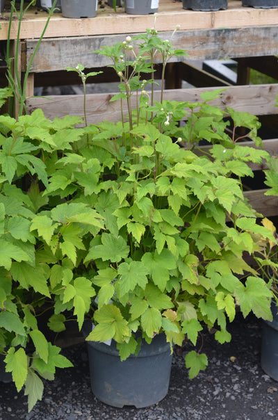 Anemone hupehensis 'Prinz Heinrich'