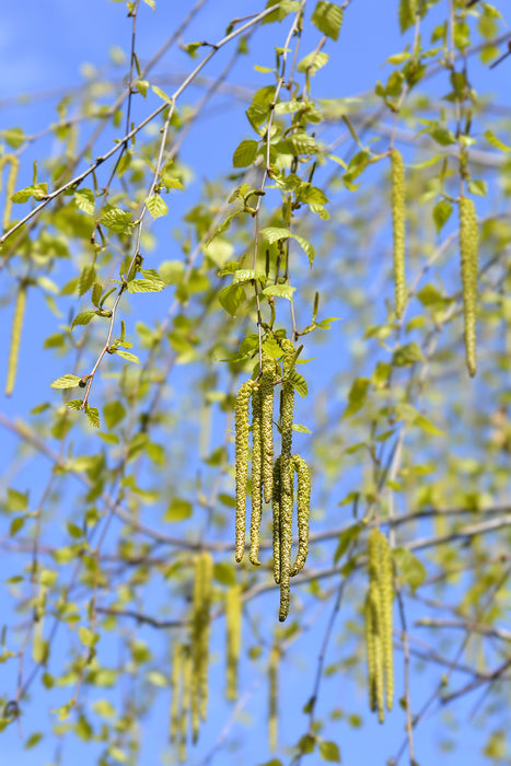 Betula pendula single stem - Silver Birch tree