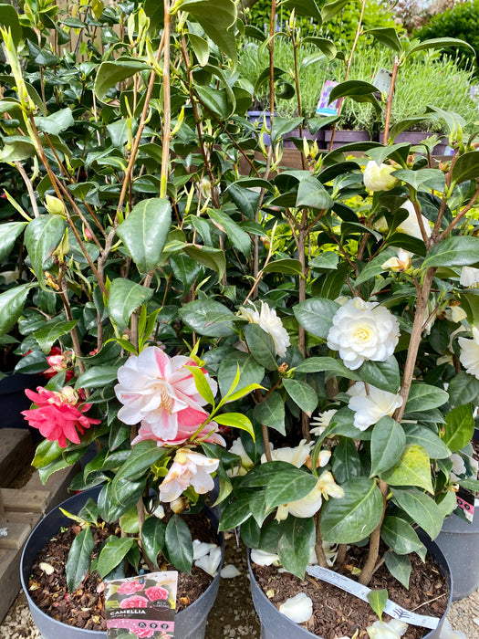 Camellia japonica 'William Bartlett' - Japanese Camellia