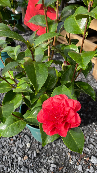 Camellia japonica 'Roger Hall'