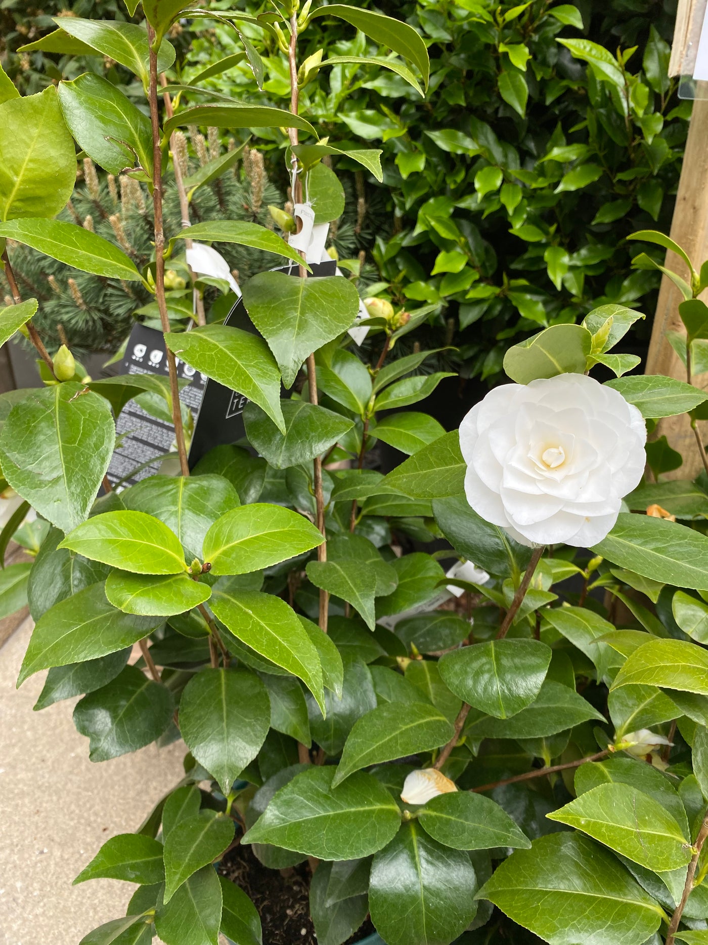 Camellia 'Nuccio's Gem'