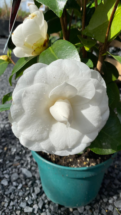 Camellia 'Nuccio's Gem'