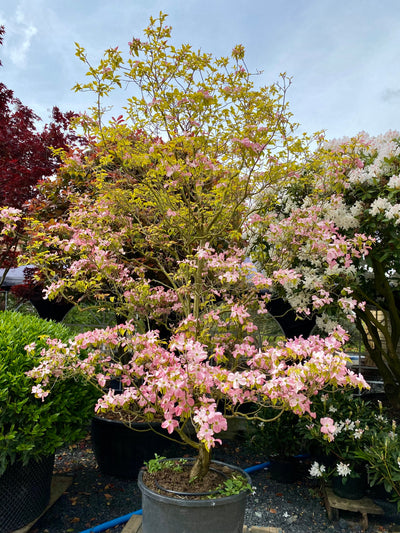 Cornus Florida Rubra - Pink Flowering Dogwood