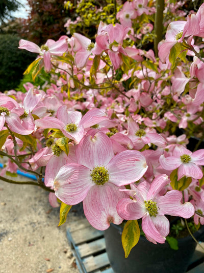 Cornus Florida Rubra - Pink Flowering Dogwood