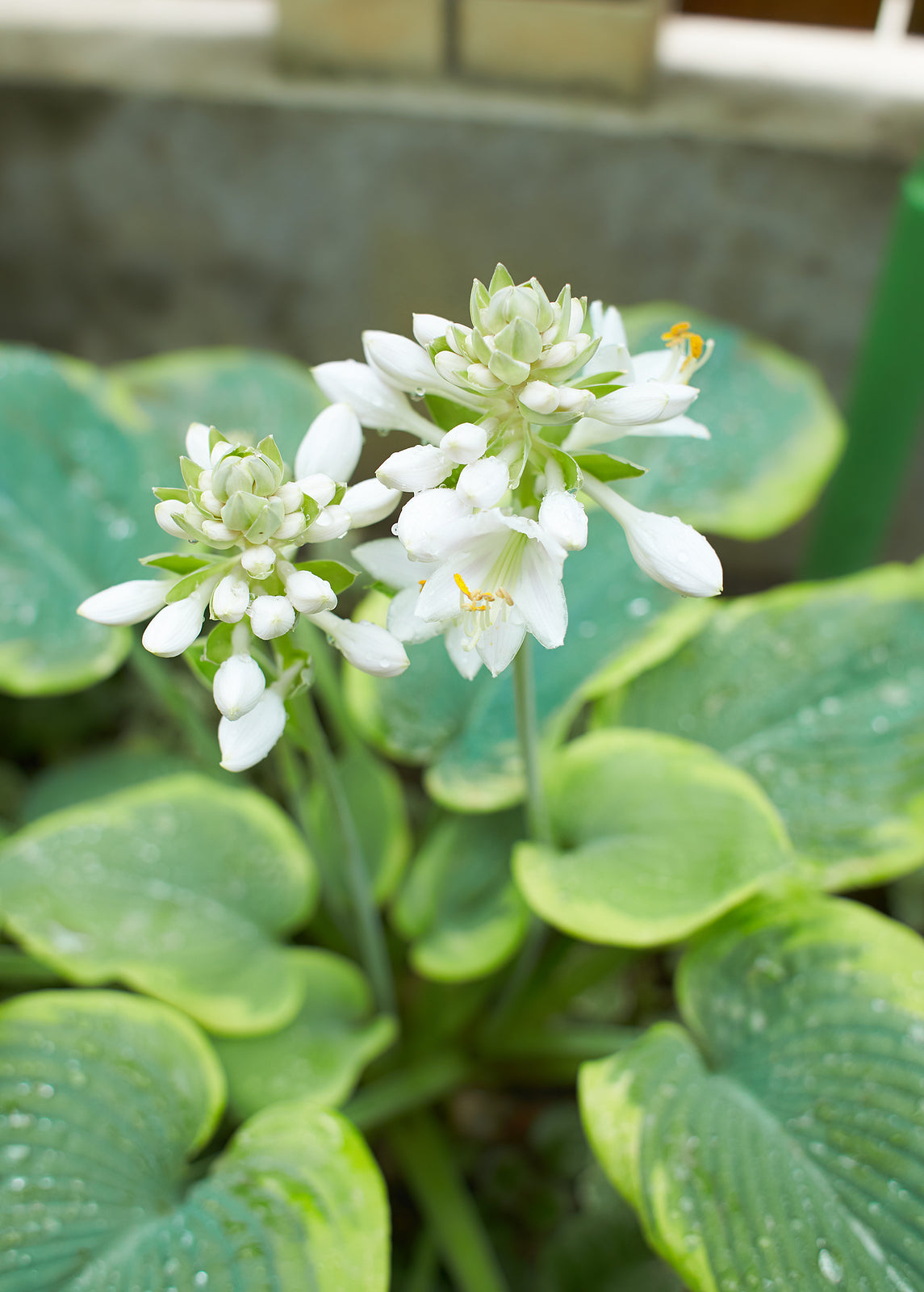 Hosta 'August Moon' - Plaintain Lily