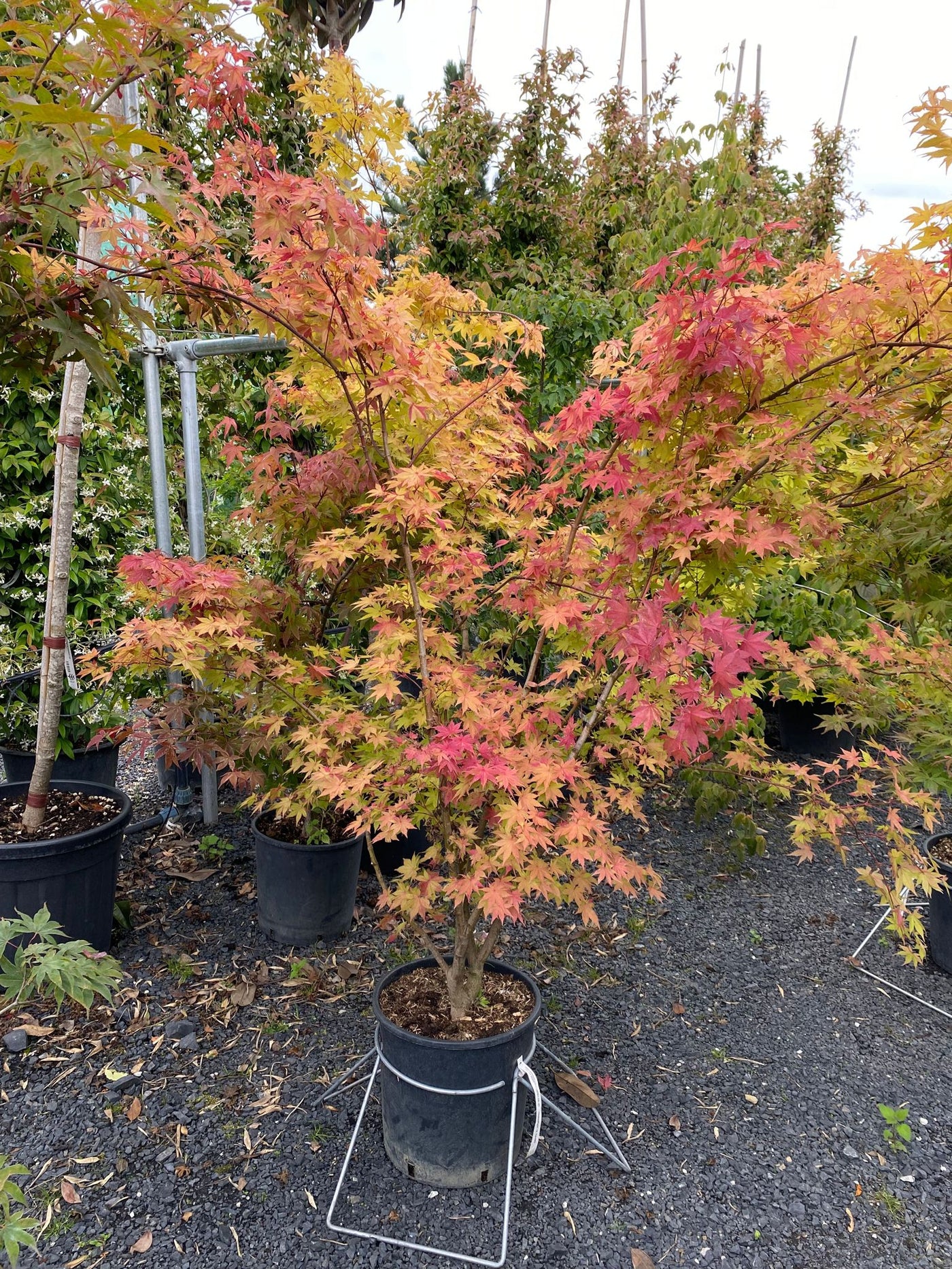 Acer palmatum