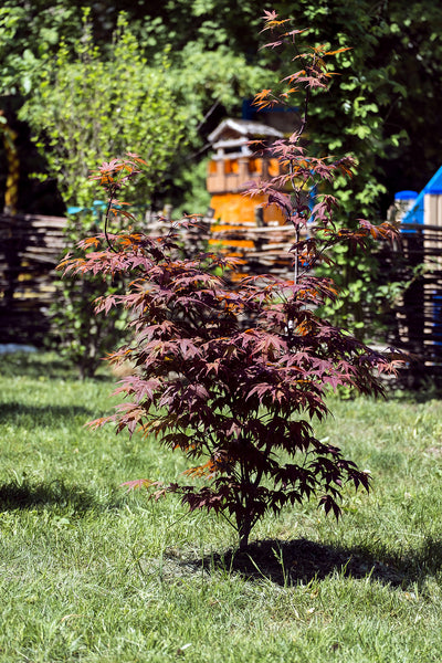 Acer palmatum 'Bloodgood' - Japanese Maple