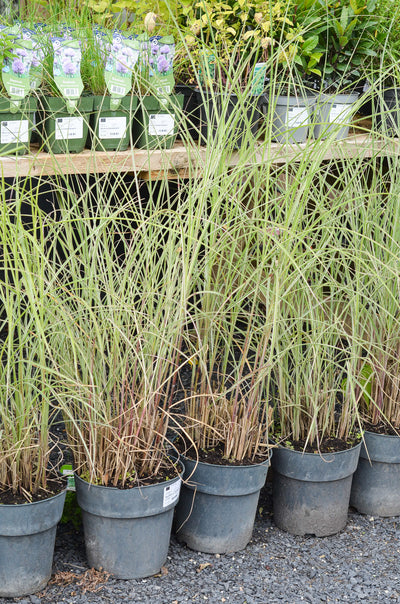 Miscanthus sinensis 'Morning Light'