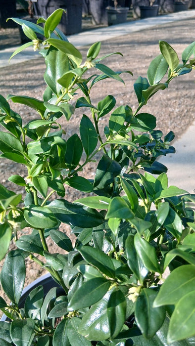 Sarcococca confusa (Christmas Box)