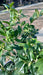 Sarcococca confusa (Christmas Box)