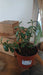 Crassula ovata (Money Plant)