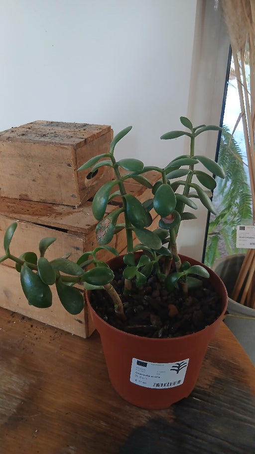 Crassula ovata (Money Plant)