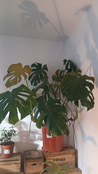 Monstera deliciosa Bush (Swiss Cheese Plant)