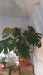 Monstera deliciosa Bush (Swiss Cheese Plant)